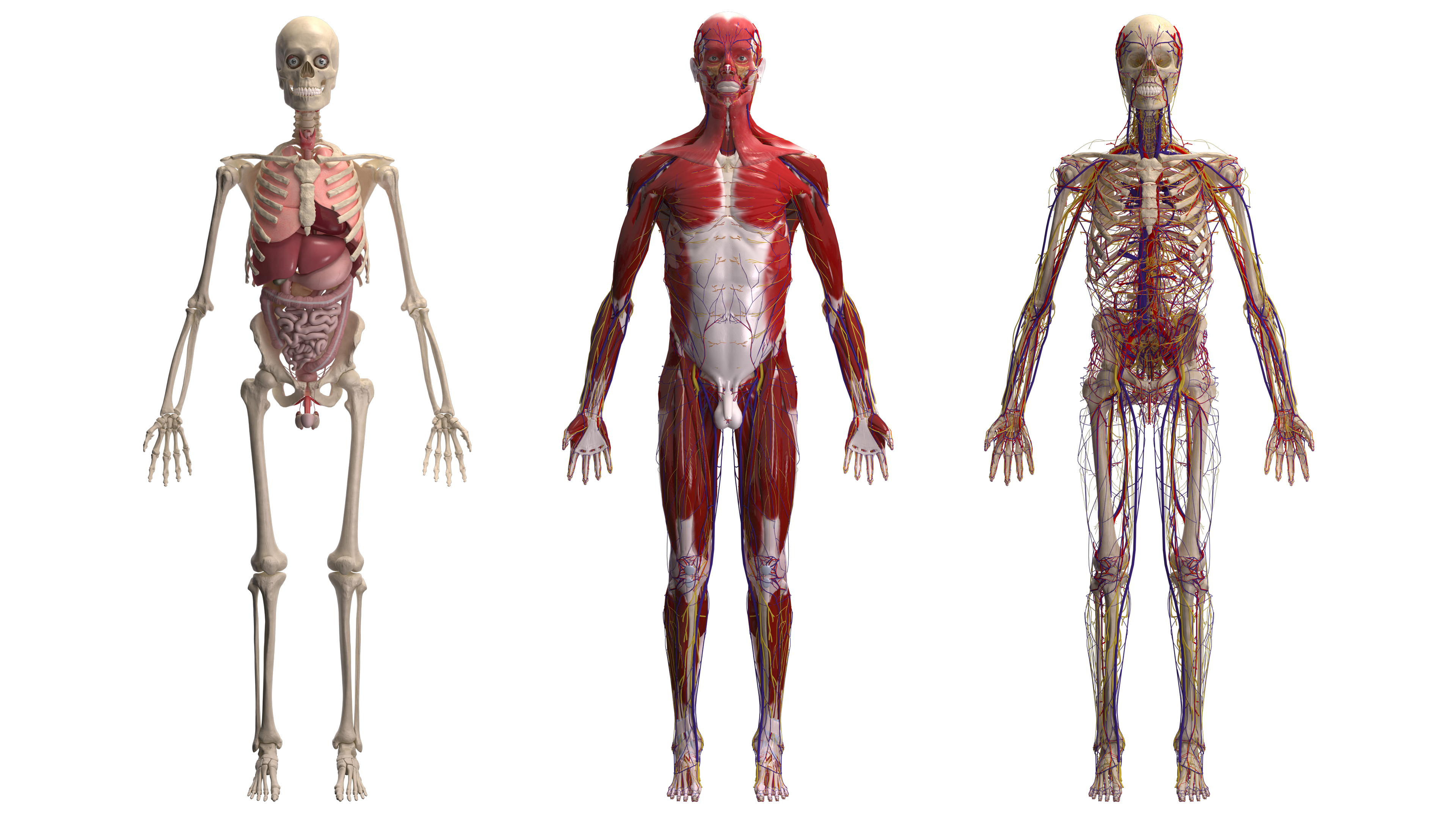 Gallery - The Definitive Human Project